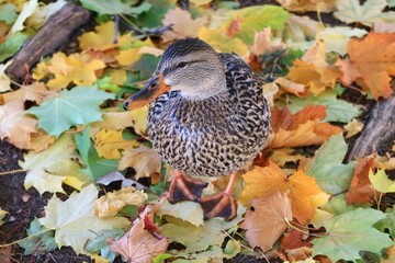 Mallard duck in autumn