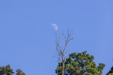Peaceful daytime view of moon in clear blue sky above bare tree. This serene and tranquil nature scene creates sense of calm and quiet against vast expanse
