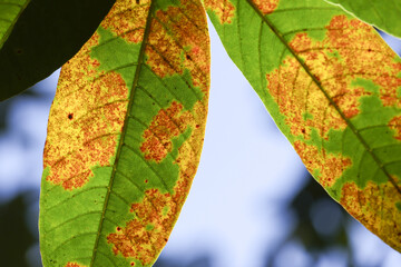 Diseased green plant leaf with yellow and brown spot, symptom of sickness. Plant pathology shows...