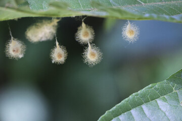 Delicate macro view of lacewing insect eggs hanging from fragile stalk under green leaf....