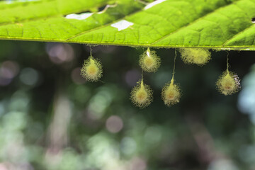 Fragile lacewing insect egg hanging under vibrant green leaf. delicate and wondrous macro view of new life beginning in nature, showing intricate beauty of biology