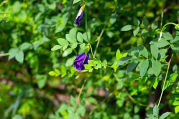 Blue butterfly pea flower on a green vine.