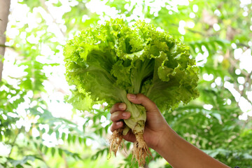Female hand Holding Lettuce