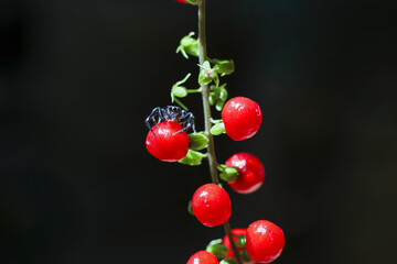 Vibrant closeup of tiny red berry cluster on green plant stem with small insect. This delicate...