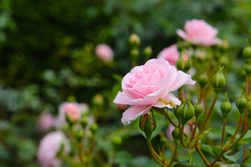 Beautiful roses blooming in a Japanese public garden.