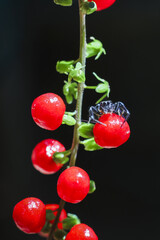 Tiny black spider on bright red berry, climbing green plant stem. Detailed macro shot capturing...