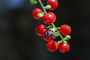 Macro close up of small red bug insect on vibrant red berry plant in nature. detailed view of wild...
