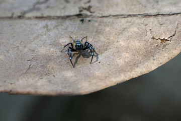 Small black jumping spider standing alert on dry brown leaf. Macro photography showing curious arachnid in its natural habitat with big eyes looking forward