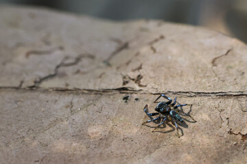 Macro close up of dead insect body, possibly fly or bug, lies still on textured wood surface. quiet, natural scene capturing moment of decay and fragility