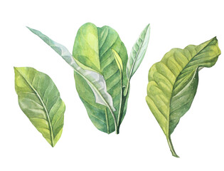 Set watercolor tree leaves isolated on white background. Hand-drawn green bush with leaf and buds. Creative branch for invite card wedding celebration and sticker. Clipart for wallpaper or wrapping