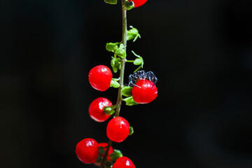 Tiny black ant explores bright red berry on green plant stem. beautiful macro close up of an insect...