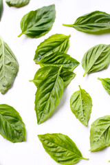 Basil leaves on white background.