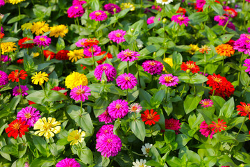 Colorful zinnias flourishing in a lush garden