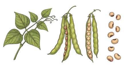 Hand-drawn botanical illustration of a black-eyed pea plant, featuring a leafy branch, green pods, and dried cowpea beans, isolated on white.