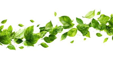 Fresh green leaves in a flowing, organic line against a black background