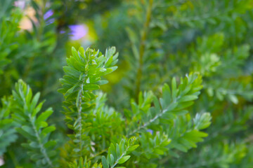 Acacia blue bush tree with green leaves
