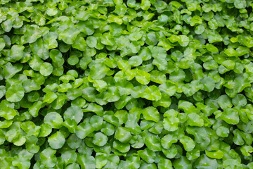 Gotu Kola,Natural background of round green leaves.