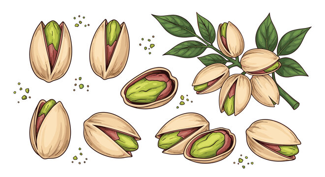 A vibrant hand-drawn collection of pistachios, featuring whole nuts in open shells, shelled kernels, and nuts on a leafy branch.