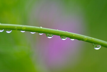 コスモスと水滴