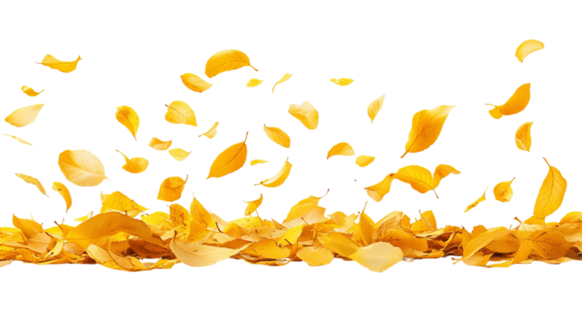 A cascade of yellow petals, some falling, others forming a layer. Black background