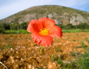 Blooming red flower against earthy field
