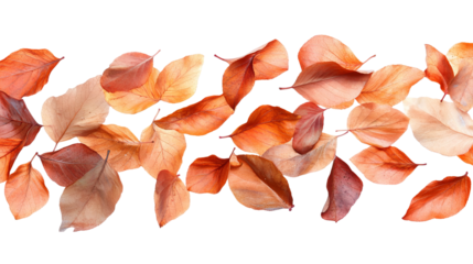 Border of autumnal, multicolored leaves against a solid black background
