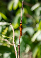 Orange Dragonfly Perched on a Dry Twig