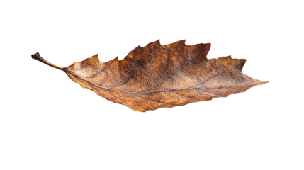 Close-up of a single, decaying brown leaf against a stark black backdrop