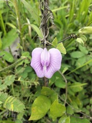 pink flower in the garden