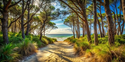 Obraz premium Sandy Path Through Coastal Pine Forest Leading to a Serene Ocean View