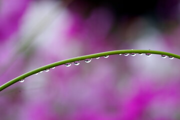 水滴とコスモス