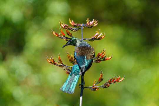a tui bird perches on a flower head of flax phormium cookianum in new zealand