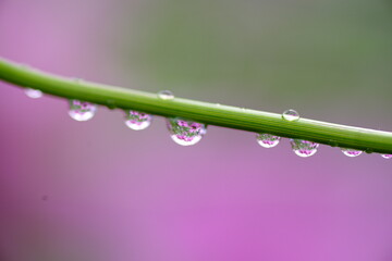 水滴とコスモス