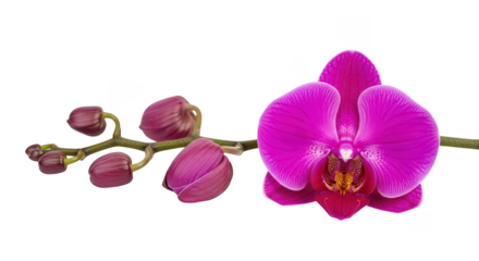 Fuchsia Orchid Flower And Buds Isolated On Black