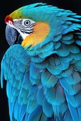 Fototapeta premium Close-up of a colorful blue and yellow macaw parrot with detailed feathers and intense gaze on a black background