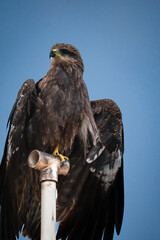 portrait of a bald eagle