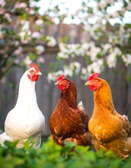 Three colorful hens in a blossoming spring garden