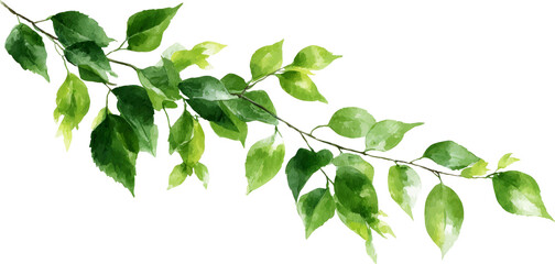 Fototapeta premium Green leaf branch watercolor, botanical foliage, natural design, fresh spring vibe
