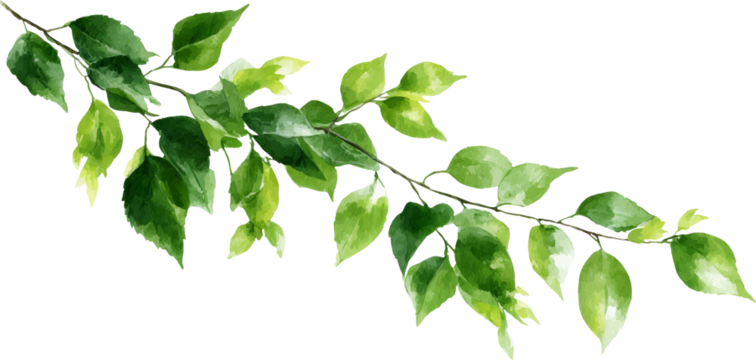 Green leaf branch watercolor, botanical foliage, natural design, fresh spring vibe