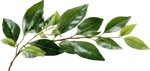 Leaf branch green foliage plant sway gently