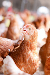 Close up of brown chicken in chicken farm