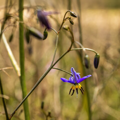 The Black-antler Flax-lily (Dianella revoluta) is a tufted perennial plant with long, narrow, grass-like leaves and delicate blue-purple star-shaped flowers.