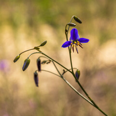 The Black-antler Flax-lily (Dianella revoluta) is a tufted perennial plant with long, narrow, grass-like leaves and delicate blue-purple star-shaped flowers.