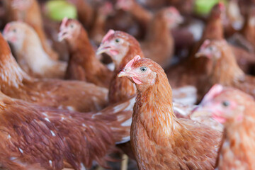 Close up of brown chicken in chicken farm © maybeiii