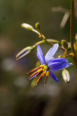 The Black-antler Flax-lily (Dianella revoluta) is a tufted perennial plant with long, narrow, grass-like leaves and delicate blue-purple star-shaped flowers.
