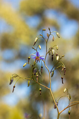 The Black-antler Flax-lily (Dianella revoluta) is a tufted perennial plant with long, narrow, grass-like leaves and delicate blue-purple star-shaped flowers.