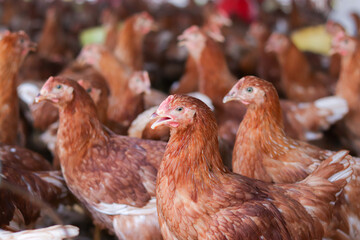 Close up of brown chicken in chicken farm