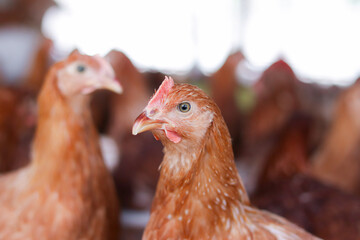 Close up of brown chicken in chicken farm
