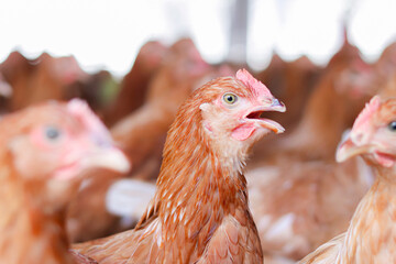 Close up of brown chicken in chicken farm