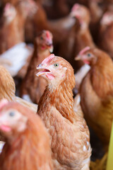 Close up of brown chicken in chicken farm